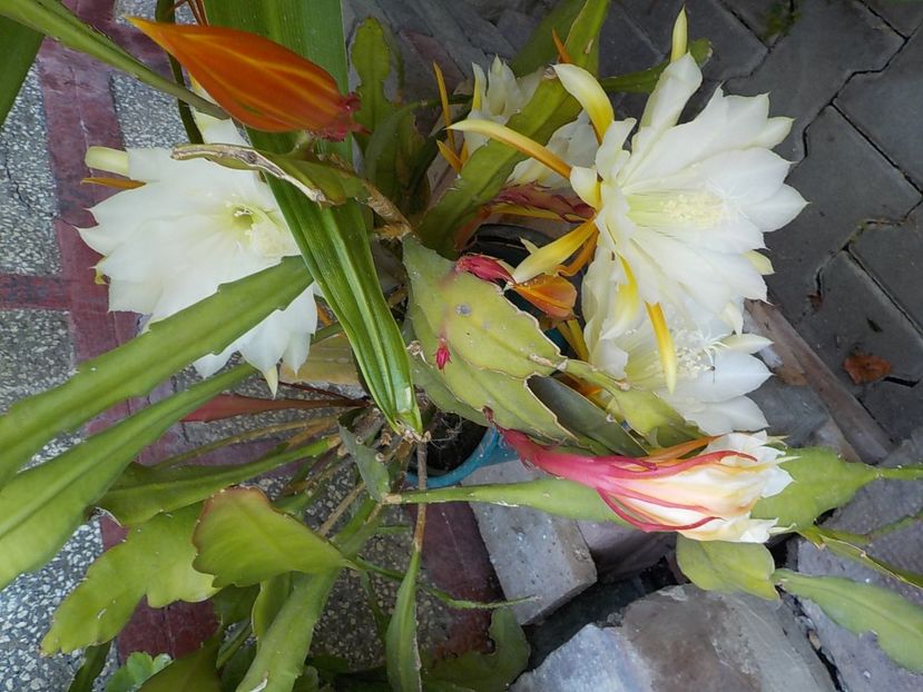  - Genul Epiphyllum