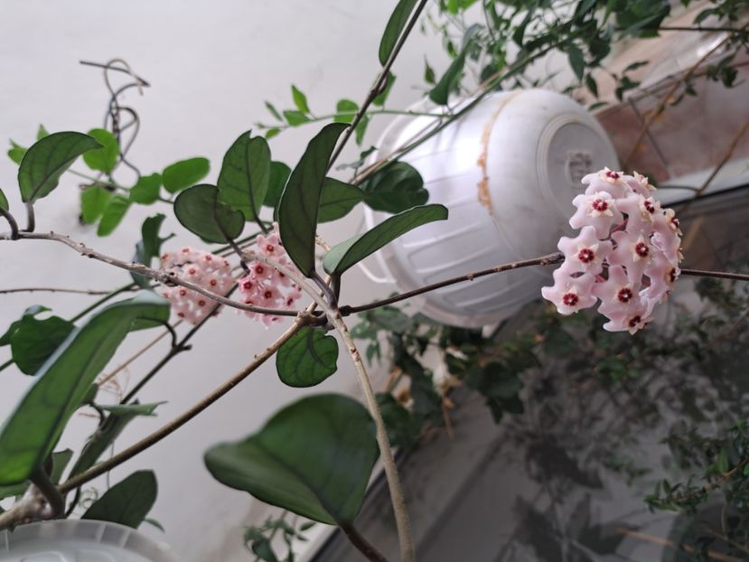  - Hoya carnosa