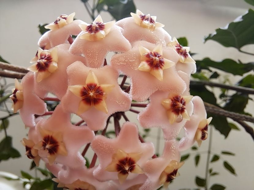  - Hoya carnosa