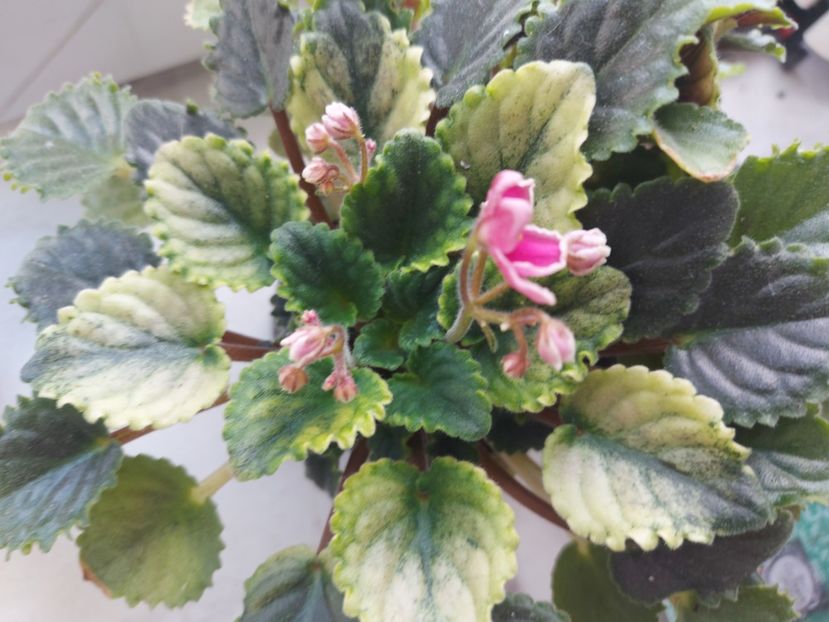  - Violeta Mac s Scorching Sun