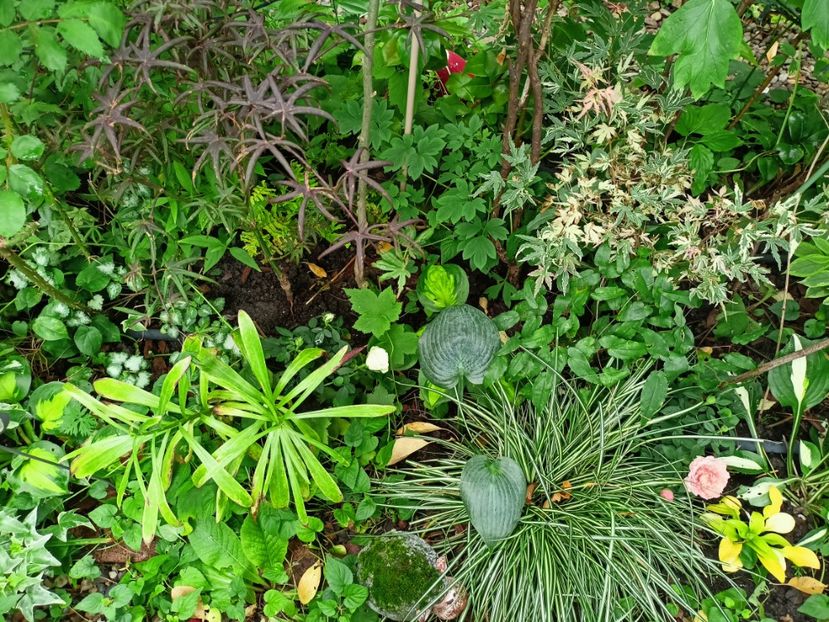 23.06.2024 - Grădina 2024 continuare 3