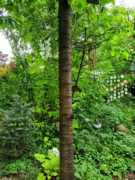  - Grădina 2024 continuare 3