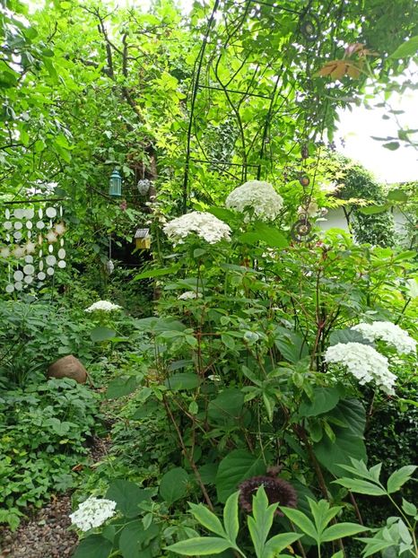  - Grădina 2024 continuare 3