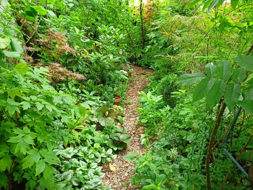  - Grădina 2024 continuare 3