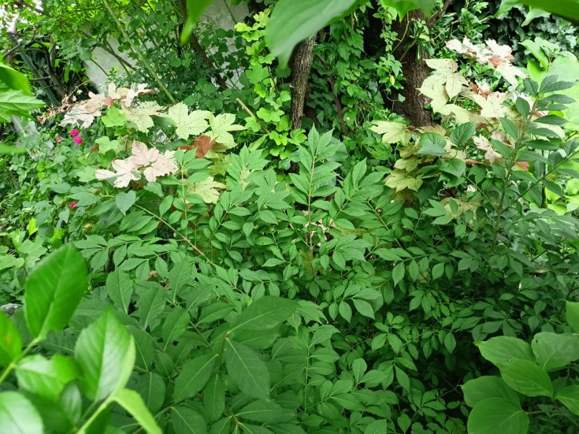  - Grădina 2024 continuare 3