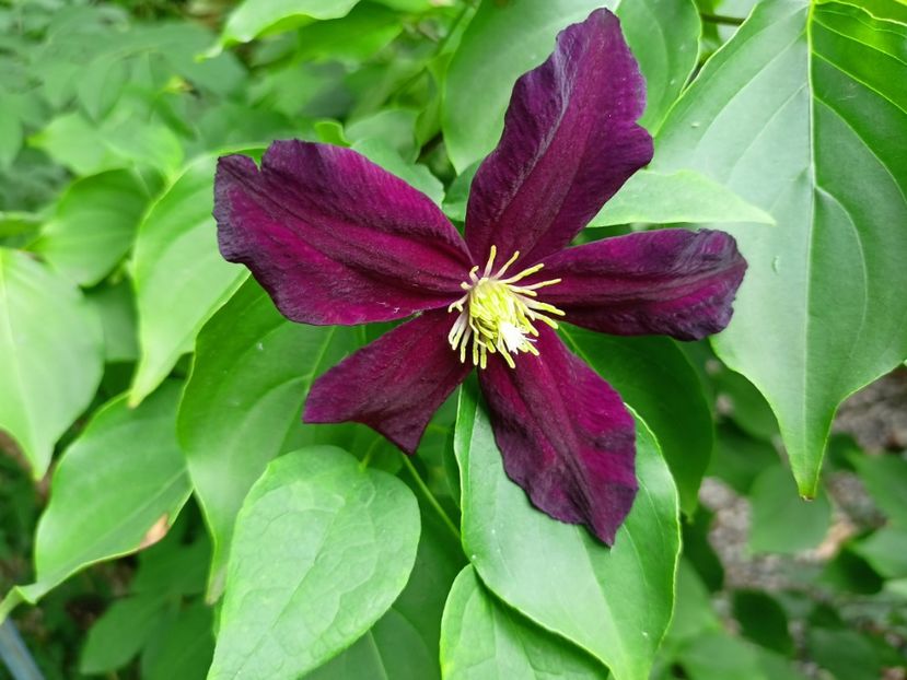  - Grădina 2024 continuare 3