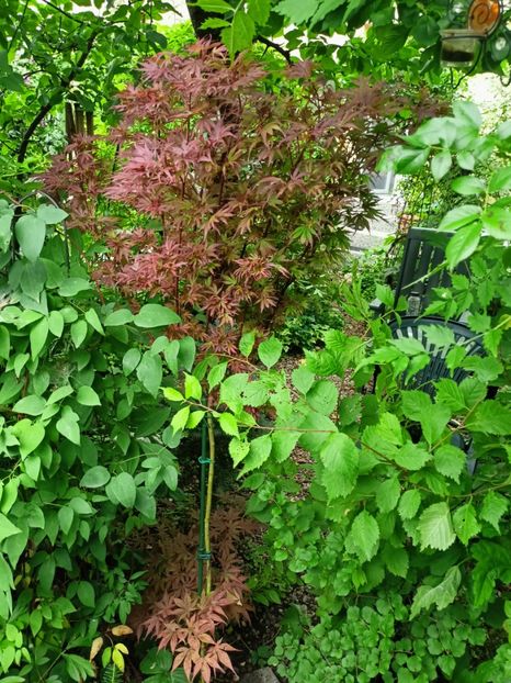  - Grădina 2024 continuare 3