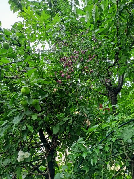  - Grădina 2024 continuare 3