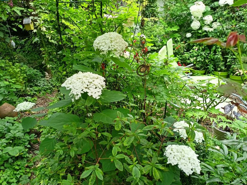  - Grădina 2024 continuare 3