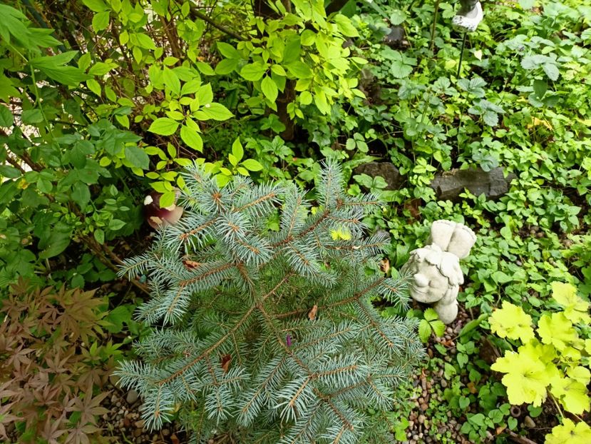  - Grădina 2024 continuare 3