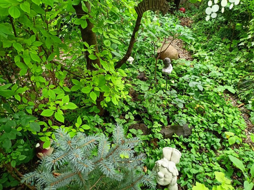  - Grădina 2024 continuare 3