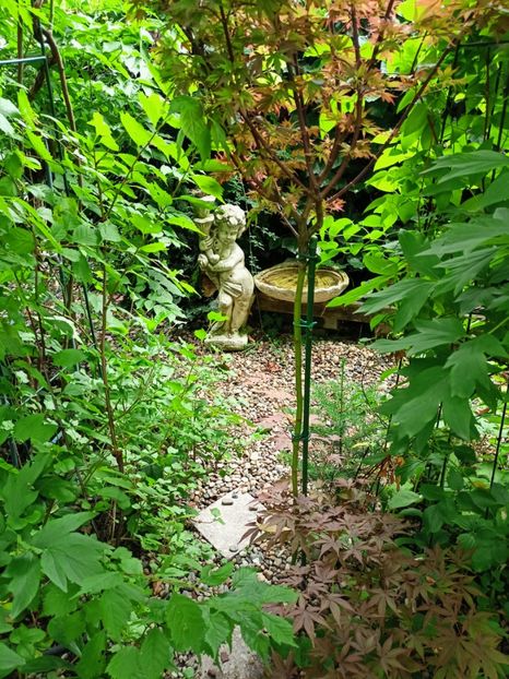  - Grădina 2024 continuare 3