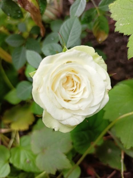  - Grădina 2024 continuare 3