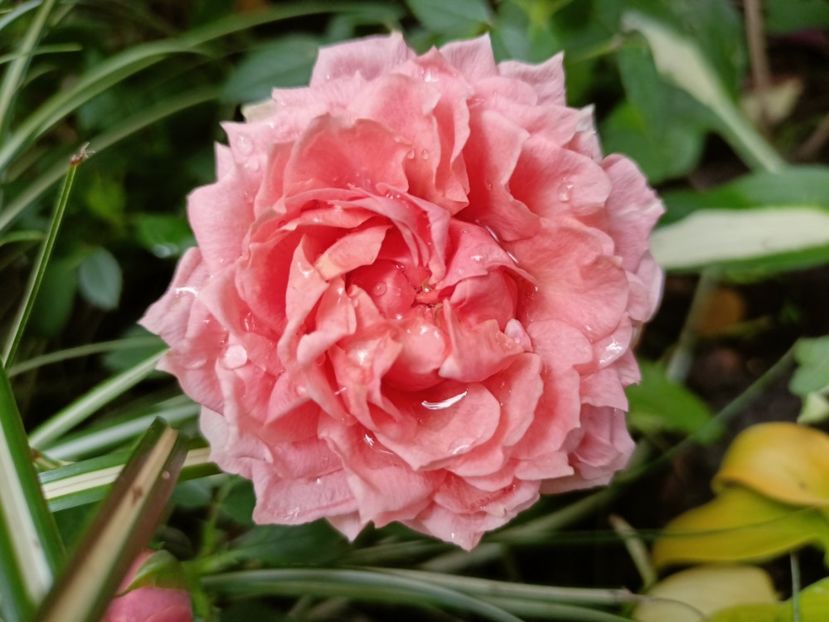  - Grădina 2024 continuare 3