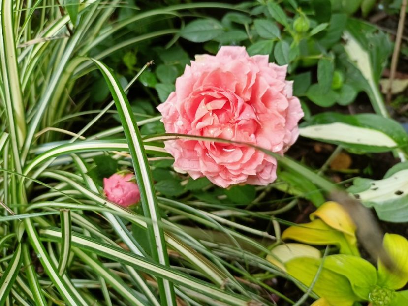  - Grădina 2024 continuare 3