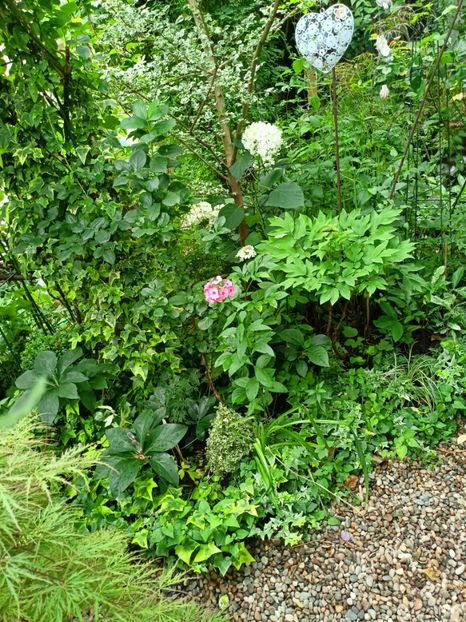  - Grădina 2024 continuare 3