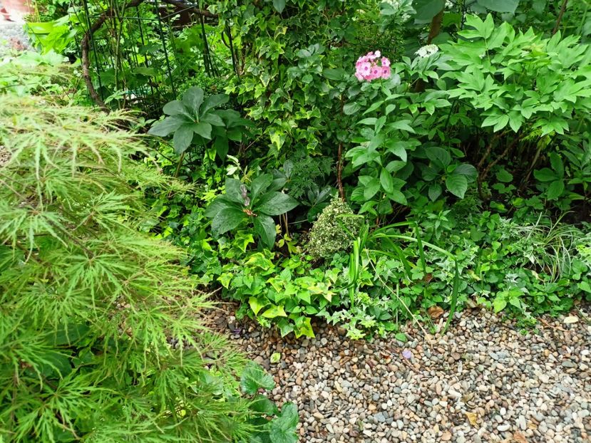  - Grădina 2024 continuare 3