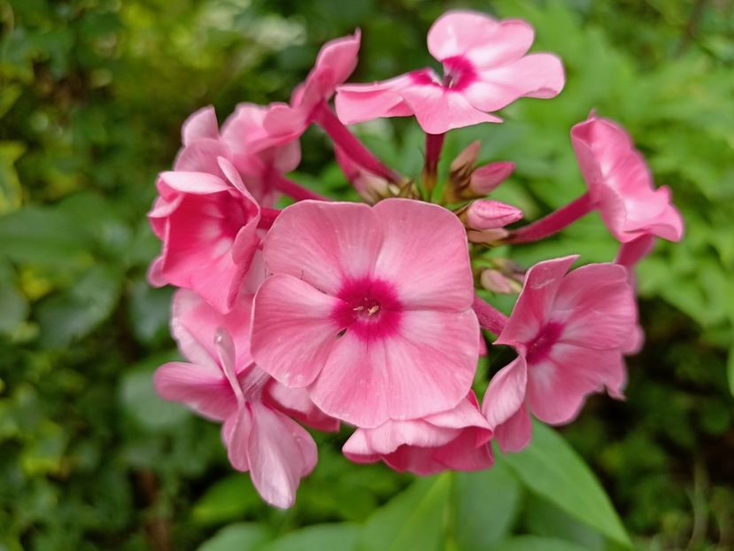  - Grădina 2024 continuare 3