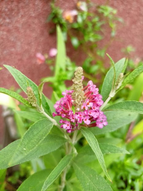  - Grădina 2024 continuare 3