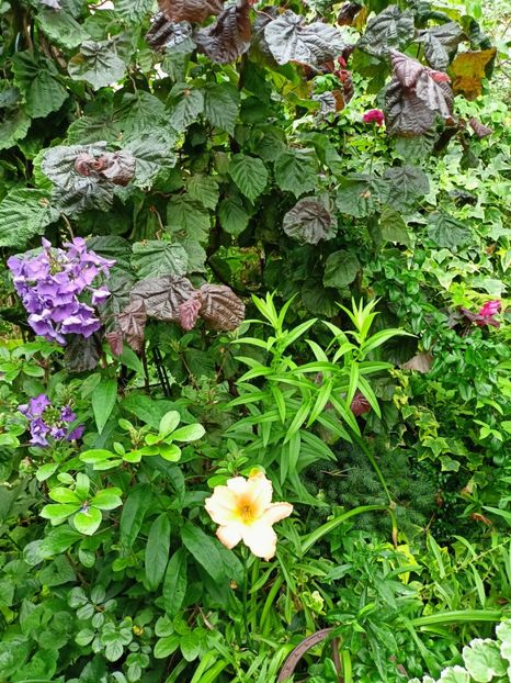  - Grădina 2024 continuare 3