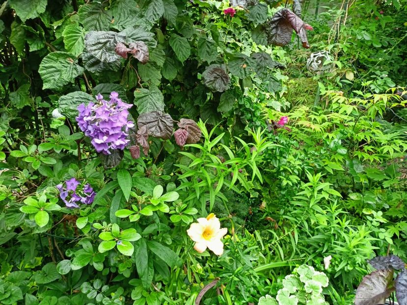  - Grădina 2024 continuare 3