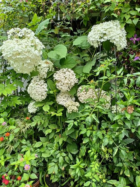  - Grădina 2024 continuare 3