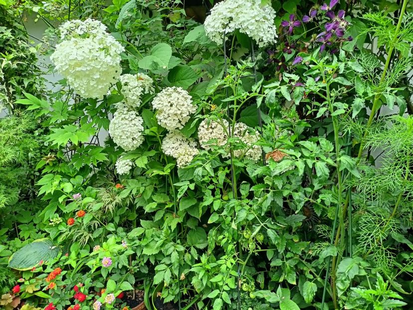  - Grădina 2024 continuare 3