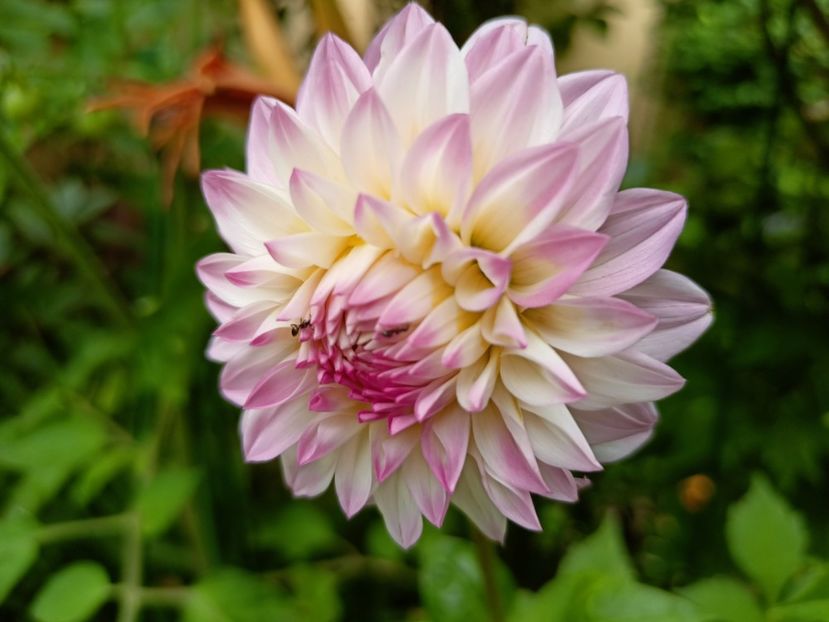  - Grădina 2024 continuare 3