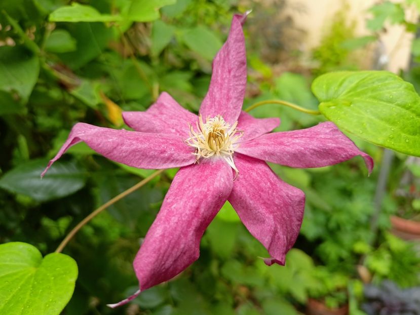  - Grădina 2024 continuare 3