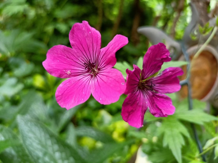  - Grădina 2024 continuare 3