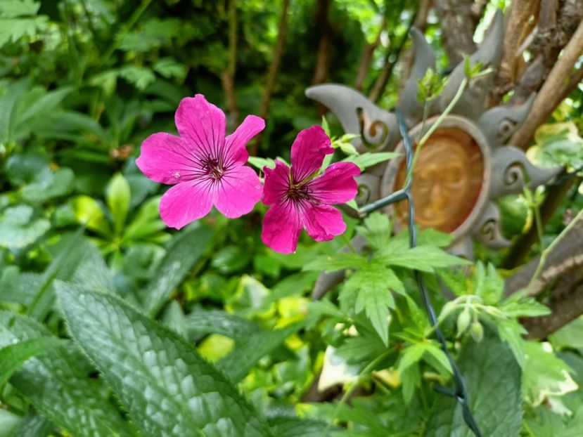  - Grădina 2024 continuare 3