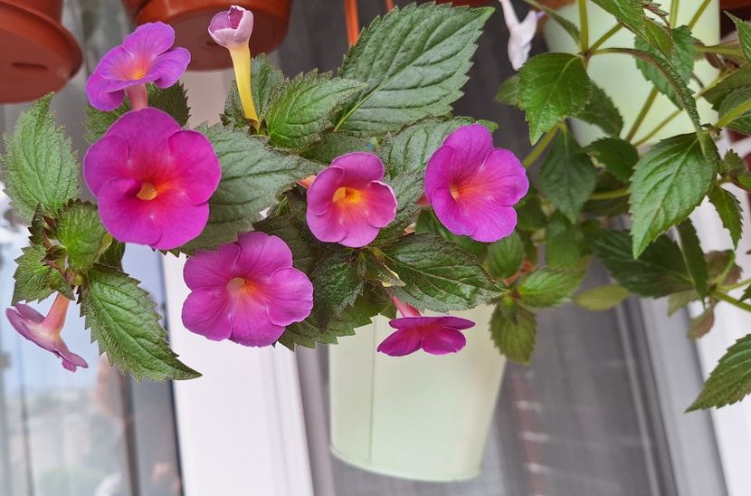 BriDs Maria - 15 Achimenes 2024