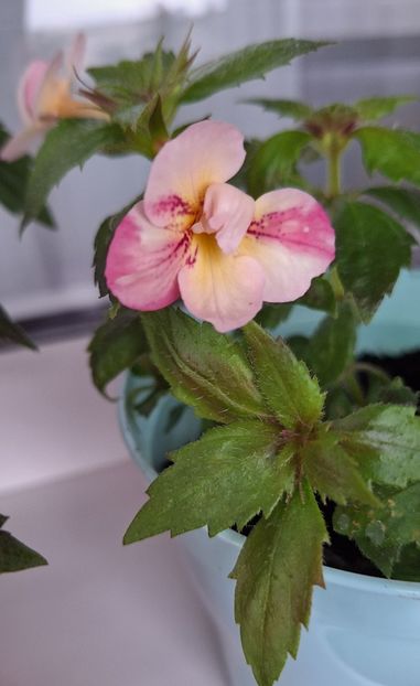 17. Amelia Vitorino sport - 15 Achimenes 2024