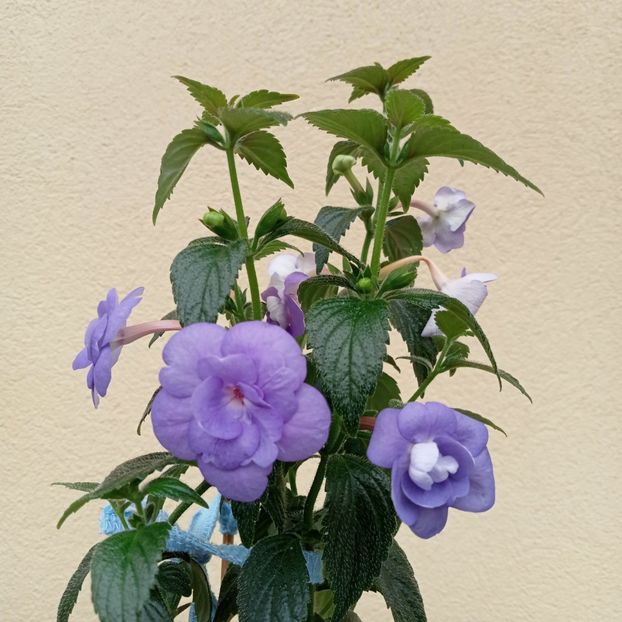  - Double Blue Rose