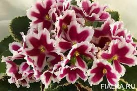 LE Margarita - 0 0 0 a disponibil iunie 2024