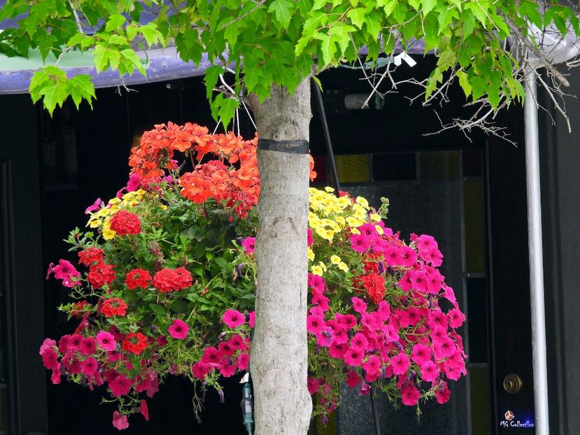 Flowers 2 in Little Italy,Ottawa ON - E - FLOWERS - Flori