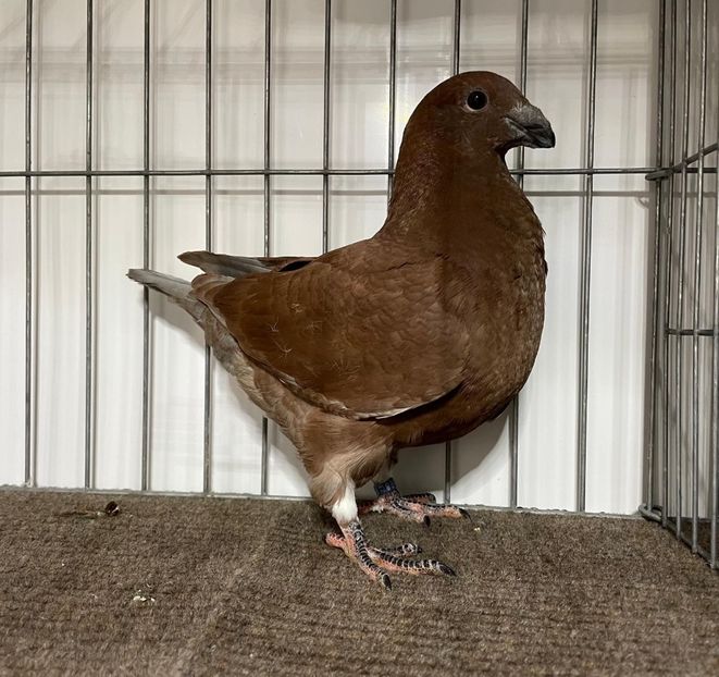  - Porumbei Vânduți