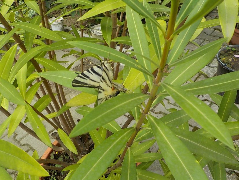  - Flori si insecte