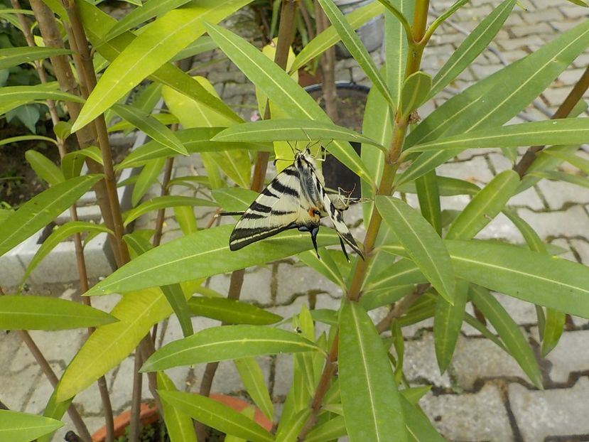  - Flori si insecte