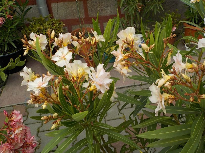  - opalos balerina nr 62