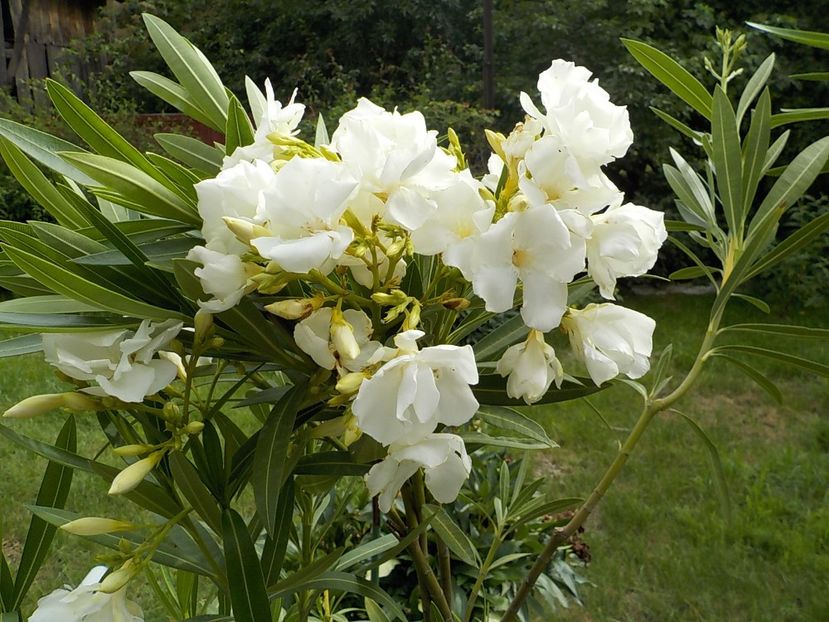  - mont blanc leandru nr 22