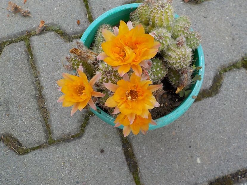  - chamaecereus sylvestris