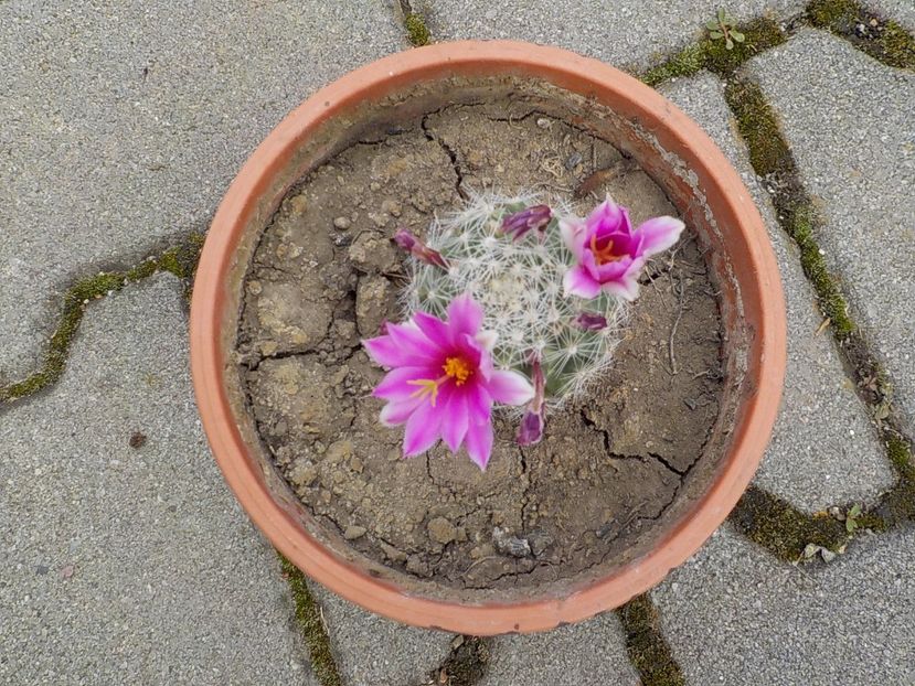  - mammillaria spinosisima