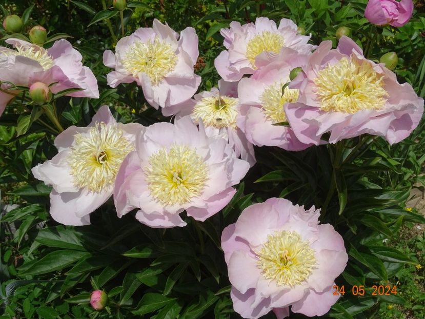  - Bujori 2024 -Dobarland