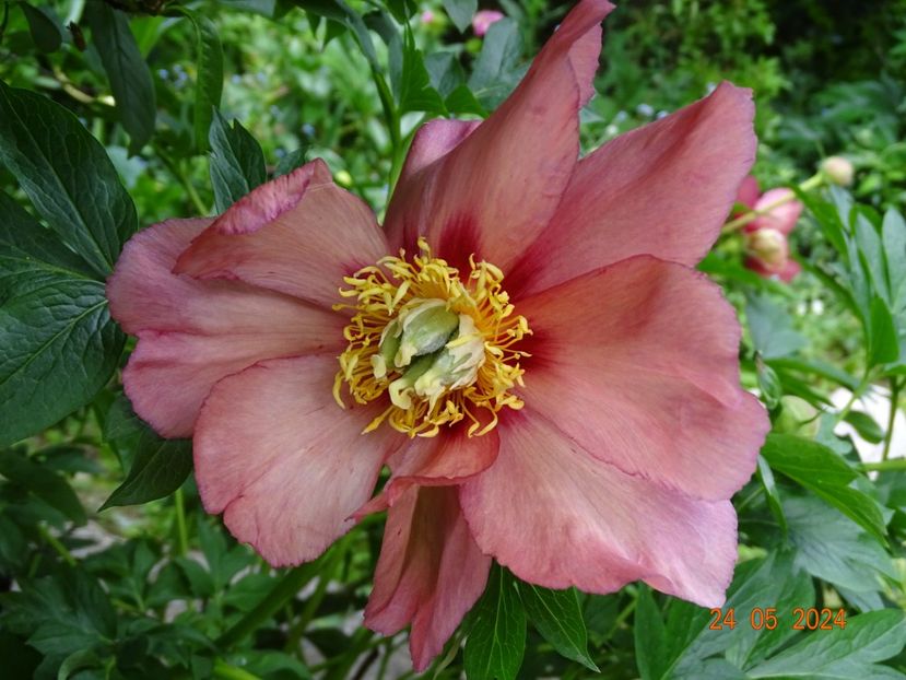  - Bujori 2024 -Dobarland