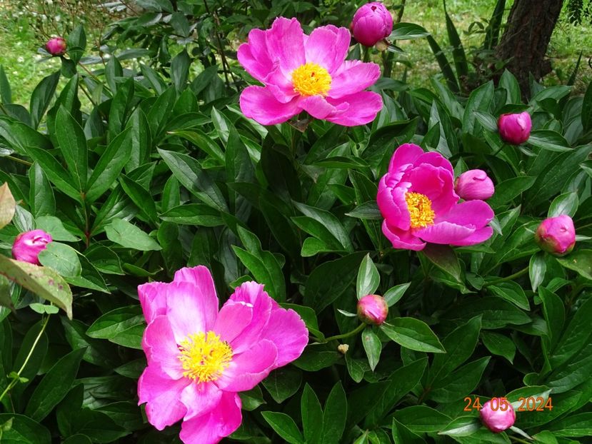  - Bujori 2024 -Dobarland