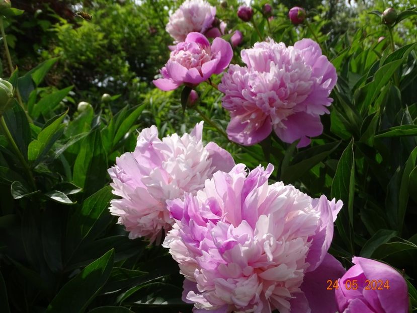  - Bujori 2024 -Dobarland