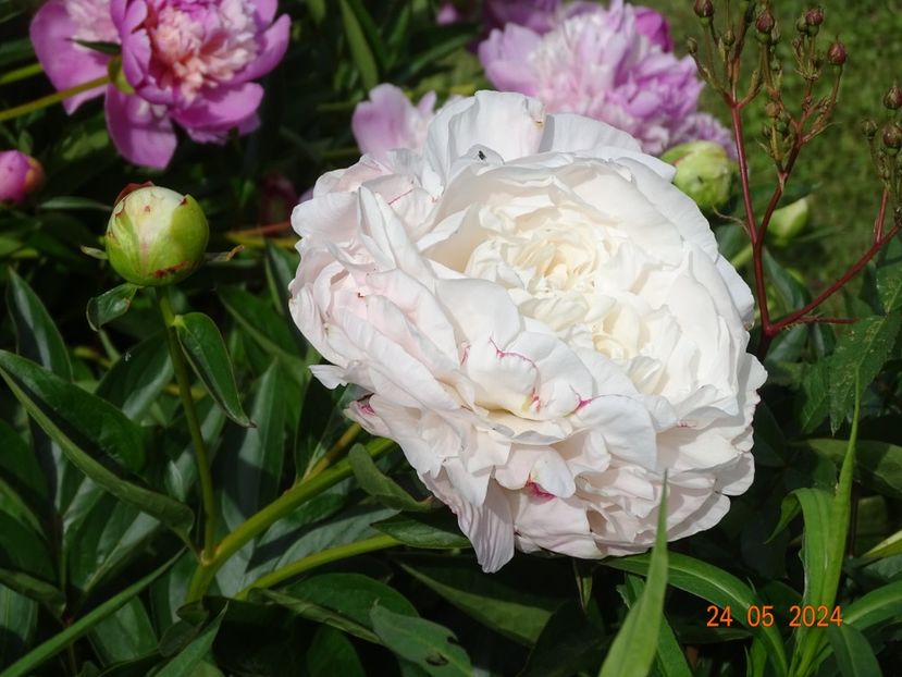  - Bujori 2024 -Dobarland