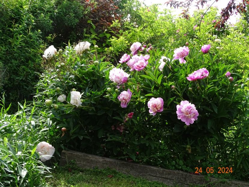  - Bujori 2024 -Dobarland