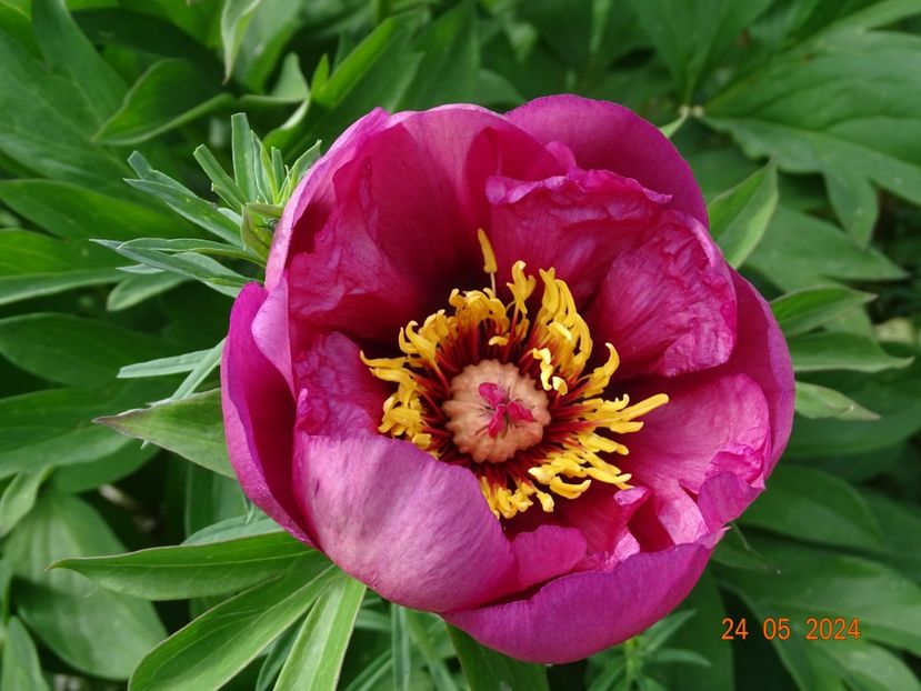  - Bujori 2024 -Dobarland